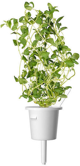 Click and Grow Σπόροι Λάχανου Πολύχρωμο 9τμχ