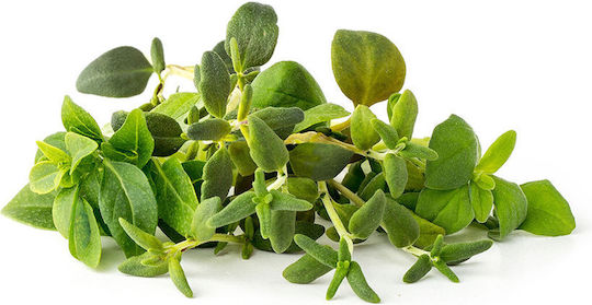 Click and Grow Σπόροι Λάχανου Πολύχρωμο 9τμχ