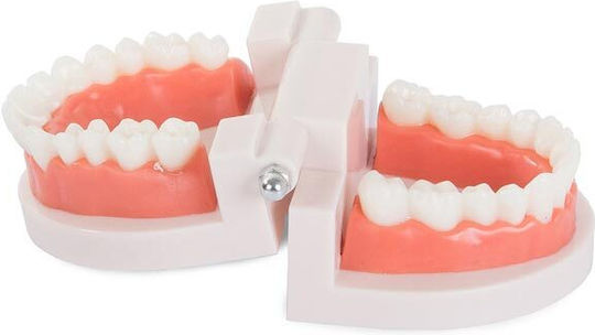 Manechin De Antrenament Medical Craniu/Cap