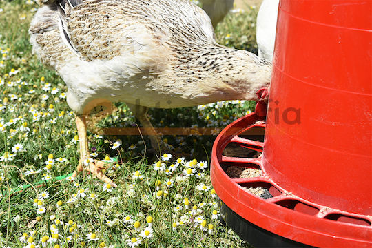 Zootechnist Alimentator pentru Găini și Păsări cu Capacitate 12kg