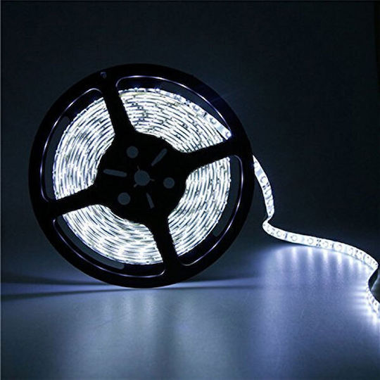 Eurolamp LED Strip 12V Cold White Light 5m Type SMD3528