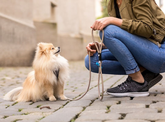Curli Hundeleine/Führleine Stretch Comfort Leash Mittelgroß in Blau Farbe 1.80m x 0.8cm