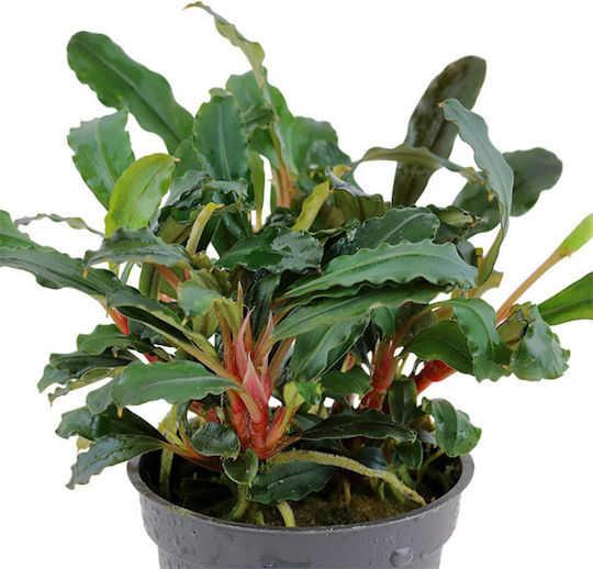 Tropica Bucephalandra Sp. Ζωντανό Φυτό Ενυδρείου Bucephalandra