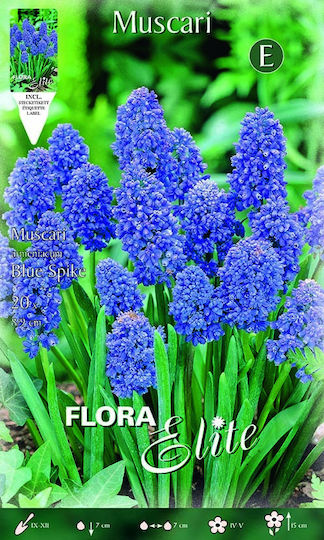 Gemma Muscari Blue Spike Bulbs 20pcs