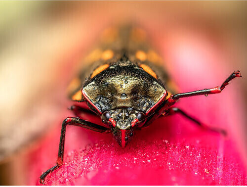 Olympus Φωτογραφικός Φακός M.Zuiko Digital ED 90mm F3.5 Macro IS Pro Macro / Telephoto για Micro Four Thirds (MFT) Mount Μαύρος