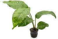 SonGrow Anubias Heterophylla Plantă Acvatică Vie