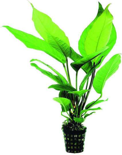 SonGrow Anubias Heterophylla Plantă Acvatică Vie