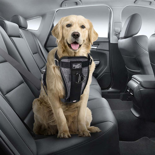 All For Paws Seatbelt Car for Dog Harness