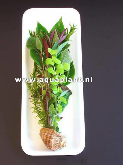 SonGrow 2 Species Stem Plants in Shell