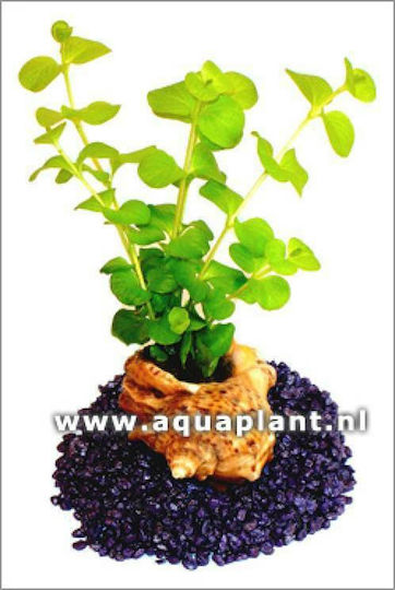 SonGrow 2 Species Stem Plants in Shell