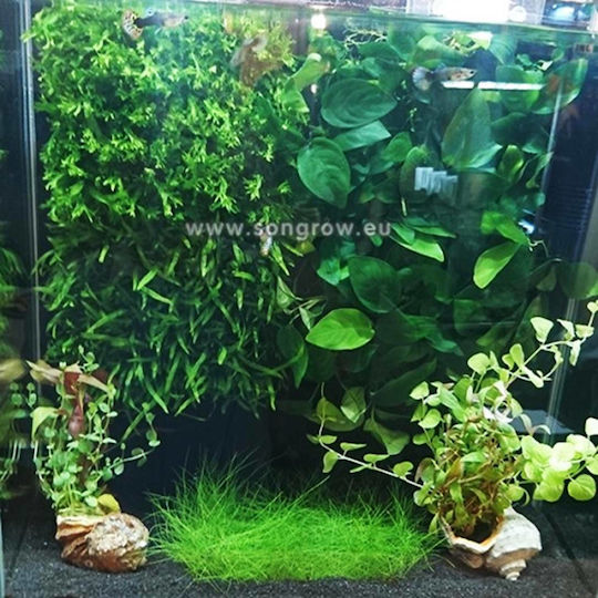 SonGrow 2 Species Stem Plants in Shell