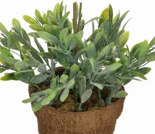 Buxus În Ghiveci Inart Buxus În Ghiveci Inart