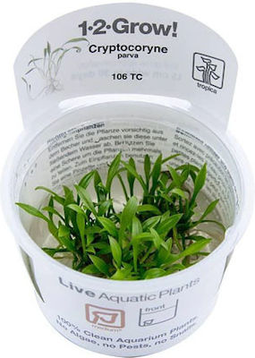 Tropica Cryptocoryne Wendtii Lebende Aquariumspflanze Cryptocoryne Nevilli