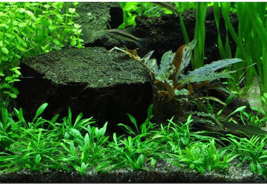 Tropica Cryptocoryne Wendtii Cryptocoryne Nevilli Live Aquarium Plant