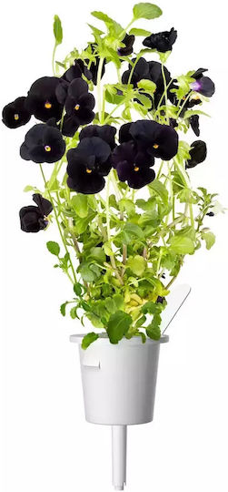 Click and Grow Σπόροι Πανσές Μαύρος 3τμχ