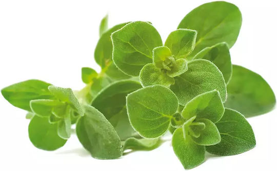 Click and Grow Σπόροι Ρίγανης 3τμχ