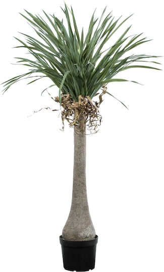 Palm Tree in Pot GloboStar
