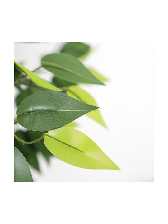 Ficus Tree Φίκος Εξωτερικού Χώρου Newplan Ficus Tree Φίκος Εξωτερικού Χώρου Newplan