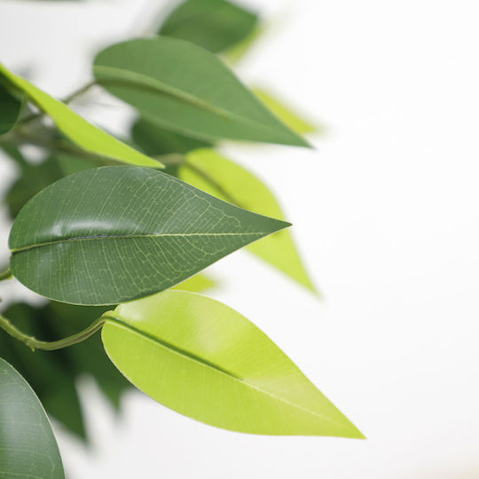 Ficus Outdoor Tree Newplan