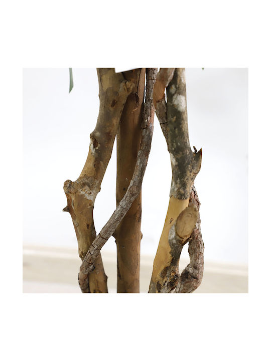 Ficus Tree Φίκος Εξωτερικού Χώρου 180cm Newplan