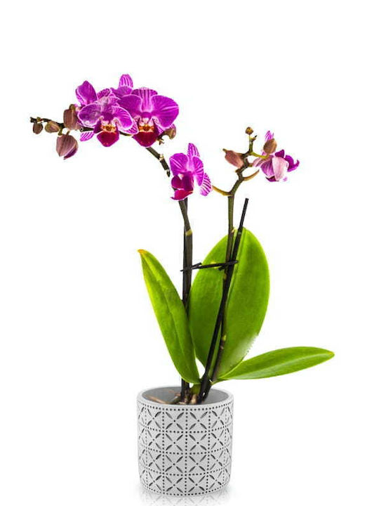 Polnix Planter Concrete Gray 14x14x13cm.