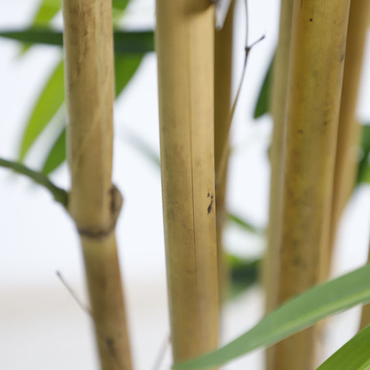 Künstlicher Baum für den Außenbereich Bamboo Grün 210cm Newplan