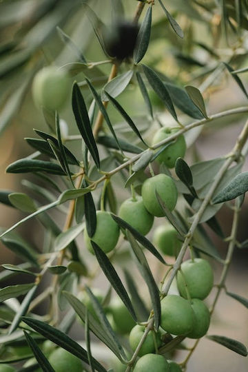 Seamuse Traditionelles Handgefertigtes Seifenriegel Oliveöl 100gr