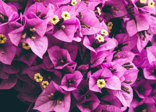 Seamuse Handmade Bougainvillea Soap 70g