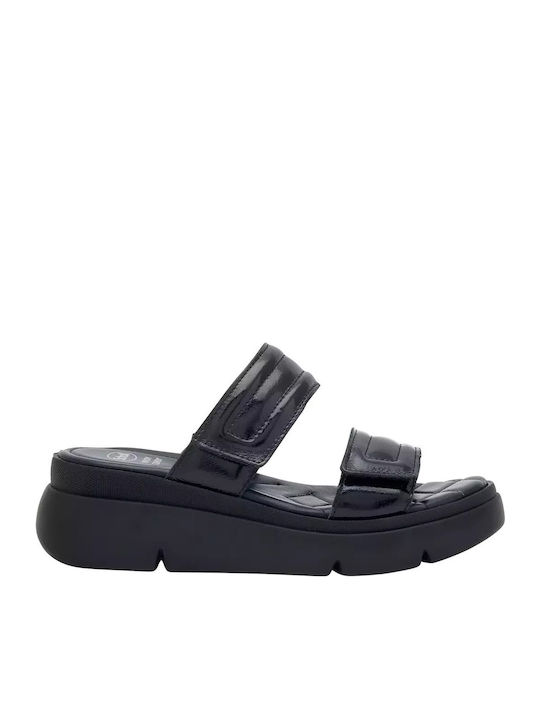 Scholl