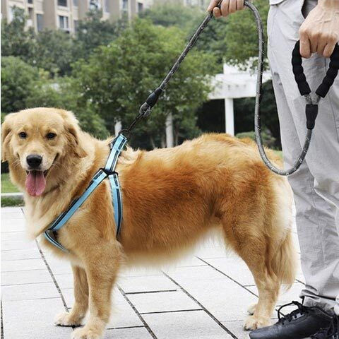 Purlov Dog Leash/Lead Strap Purlov in Black color 5m x 1.2cm