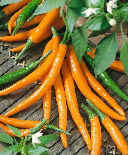 Geniki Fytotechniki Athinon Samen Paprika Würzige Orange 10Stück