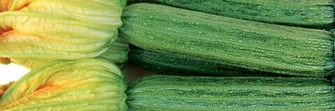 Syngenta Samen Kürbisς Zucchini Ortano