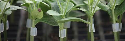 Syngenta Σπόροι