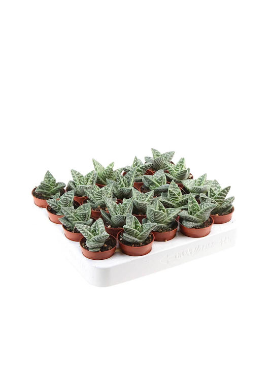 Aloe Variegata 5.5cm