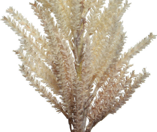 Τεχνητό Διακοσμητικό Κλαδί Pampas grass Μπεζ Interni Oggi