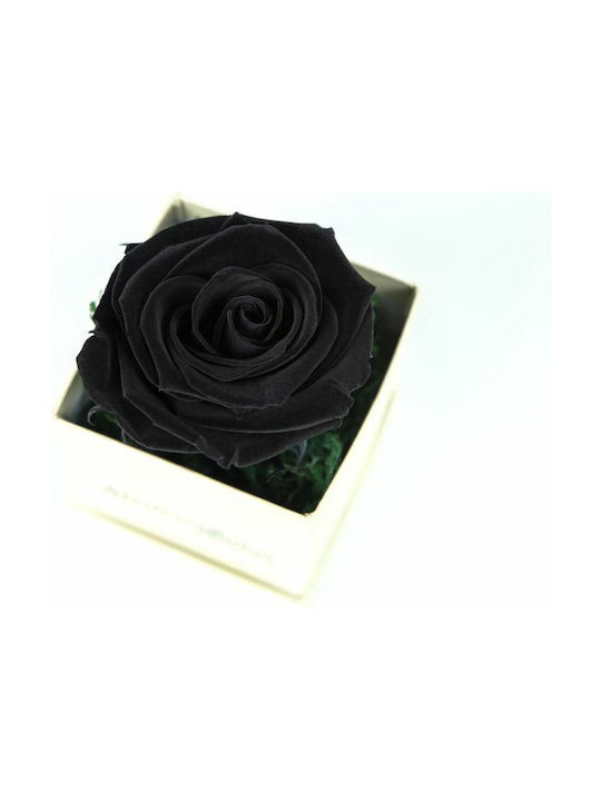 Вечно роза Черен в кутията Aleiferopoulos Flowers