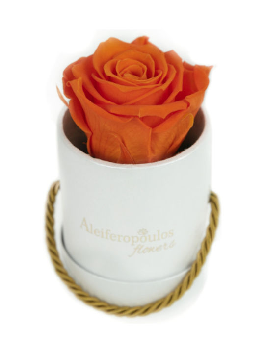 Aleiferopoulos Flowers Eternal Rose Orange in Box 1pcs