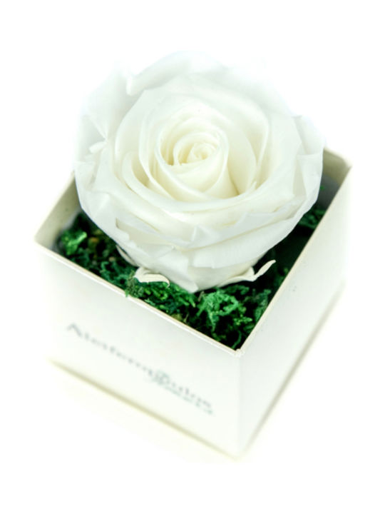 Aleiferopoulos Flowers Eternal Rose White in Box 1pcs