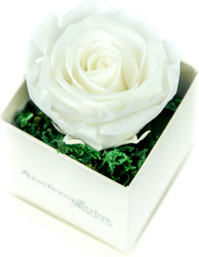 All Saints Rose White in Box Aleiferopoulos Flowers All Saints Rose White in Box Aleiferopoulos Flowers