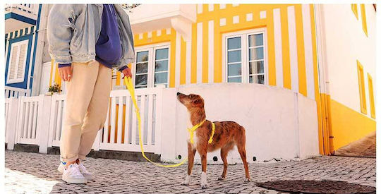 Dashi Dog Leash/Lead Strap in Yellow color