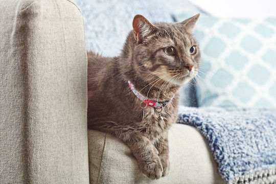 Max & Molly Cherry Bloom Katzenhalsband Rosa