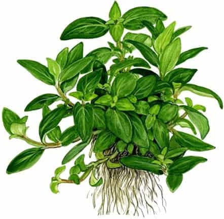 Tropica Staurogyne Live Aquarium Plant 11872