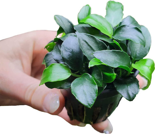Tropica Live Aquarium Plant