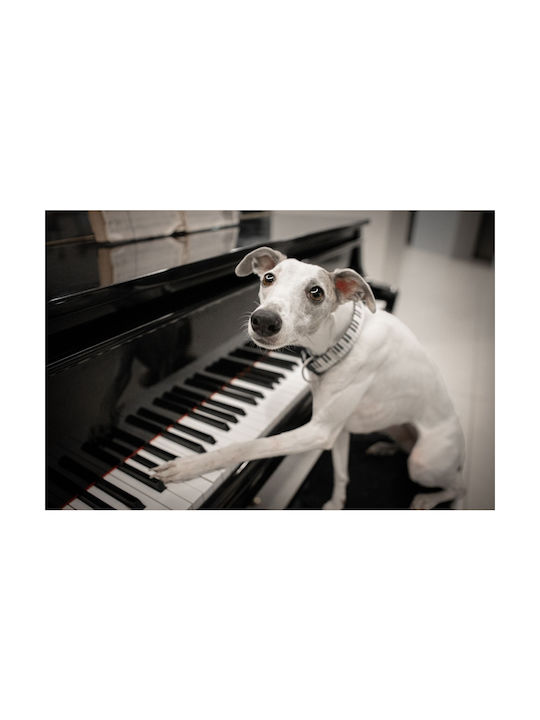Max & Molly Piano Ошийник Small