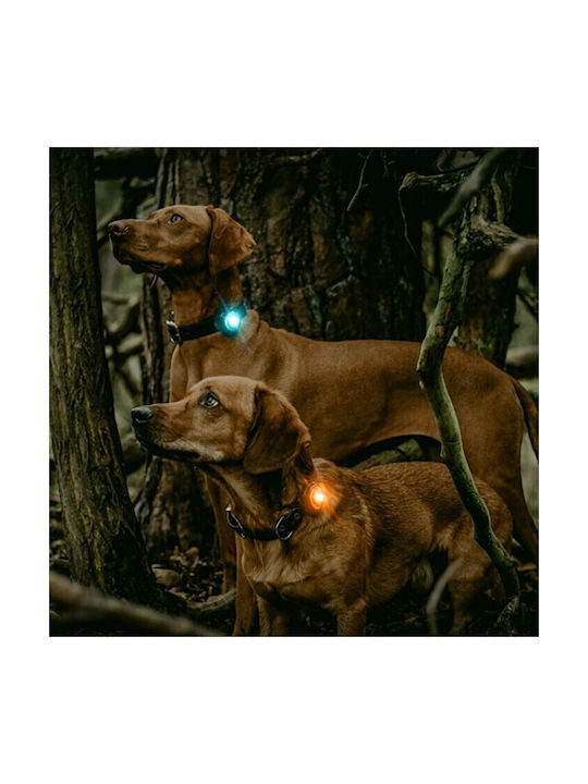 orbiloc Hundehalsband aus Nylon in Orange Farbe