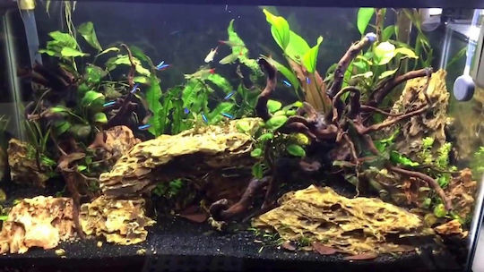 HS Aqua SPIDER WOOD Διακοσμητικό Ξύλο Ενυδρείου