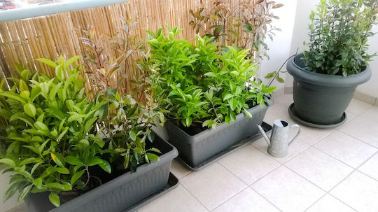 Ecoshadow Gard de Bambus cu Lemn Întreg 1x5m