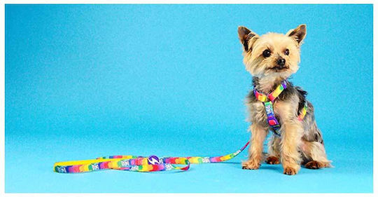 Dashi Dog Leash/Lead Strap Betty in Purple color