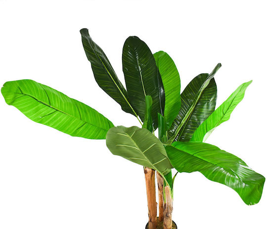 Potted Musa Plant