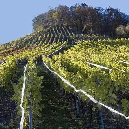 Bandă de Repulsie Păsări 83gr 50x50m